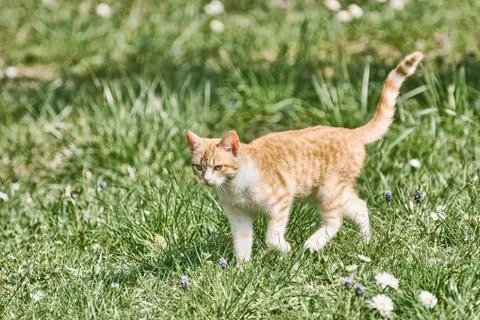 Outbred Cat on the Grass Stock Photos