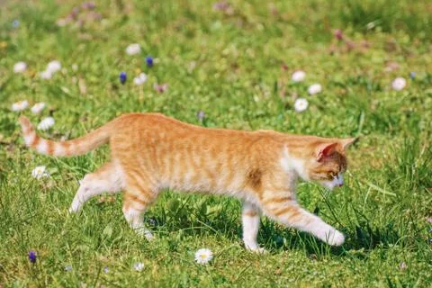 Outbred Cat Stock Photos