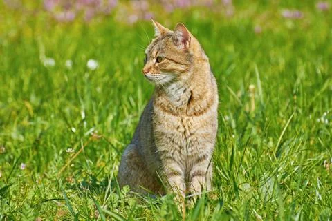 Outbred Cat Stock Photos