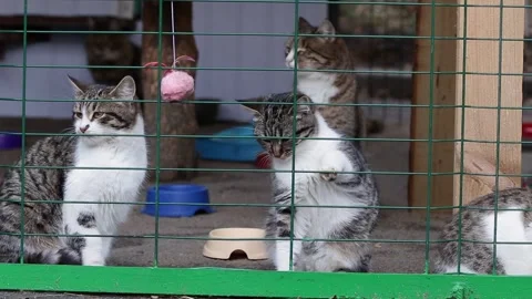 Outbred kittens look around in a cage at an animal shelterThe kitten moves its p Stock Footage 298927166