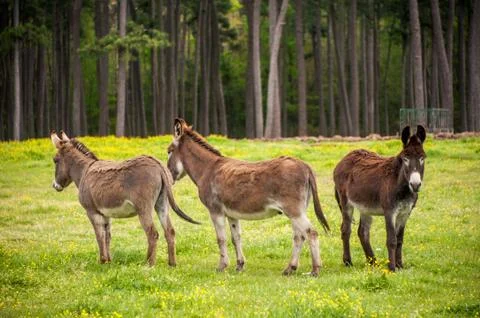 Outcast Stock Photos