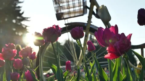 Outdated bicycle with basket stands on meadow with tulips Video stock 155458533