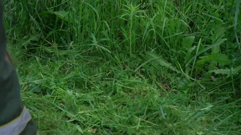 Outdated metal lawn mower cuts lush grass close back view Stock-Footage 135960408