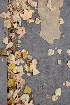 Outdated road markings and broken asphalt. pedestrian crossing top view. autumn Stock Photos