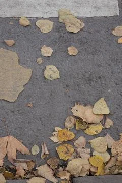 Outdated road markings and broken asphalt. pedestrian crossing top view. autumn Stock Photos