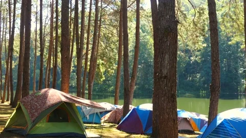 Outdoor accommodation in pine tree forest near lake. Equipped tent camp Stock Footage 168941127
