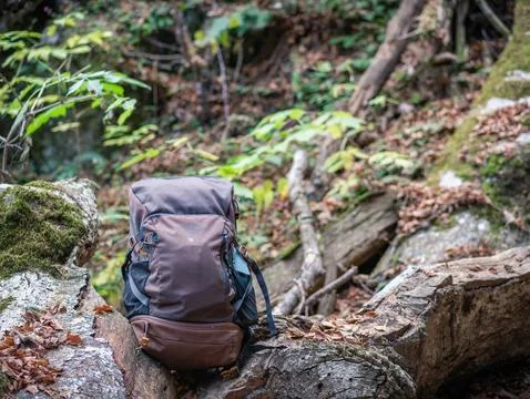 Outdoor backpack next to a tree trunk with green moss in the forest. Hiking.. Fotos de archivo