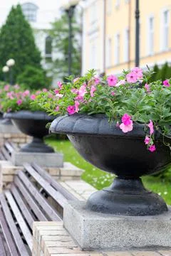 Outdoor black pots planted with pink flowers and green foliage. Stock Photos