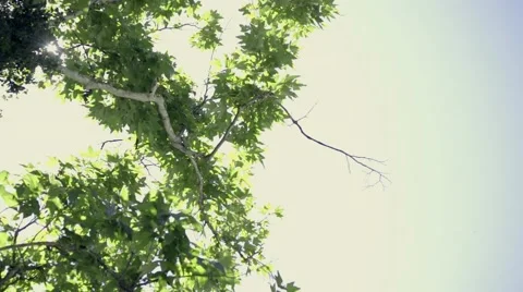 Outdoor Camping Stock Footage 48872822