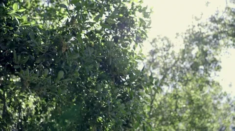 Outdoor Camping Stock Footage 48872823