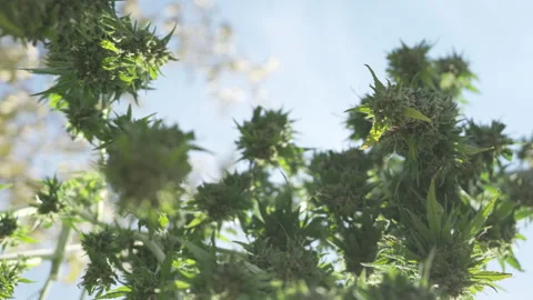 Outdoor cannabis drying setup with sunlight exposure Stock Footage 316314135