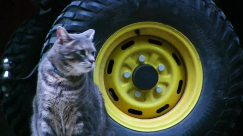 OUTDOOR CAT Stock Footage 179469030