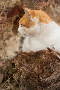 Outdoor cat Stock Photos