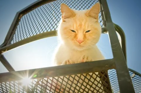 Outdoor cat Stock Photos
