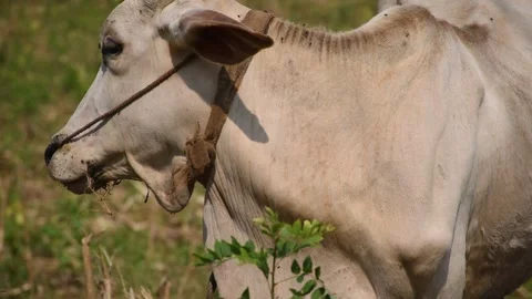 Outdoor domestic cow Stock Footage 291237162
