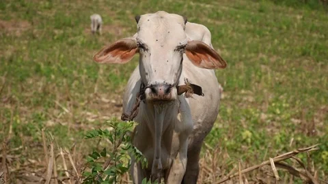 Outdoor domestic cow Stock Footage 291237166