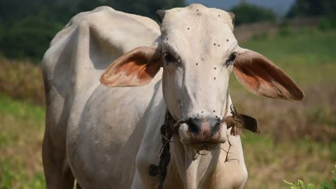 Outdoor domestic cow Stock Footage 291237174