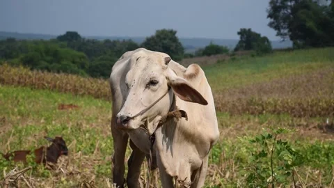 Outdoor domestic cow Stock Footage 291237179