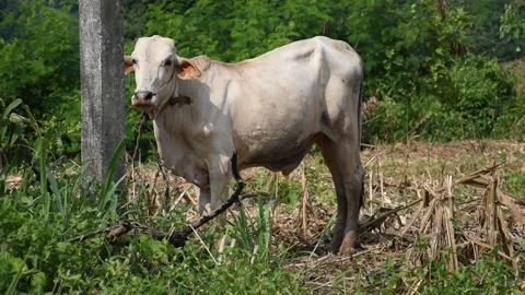 Outdoor domestic cow Stock Footage 291237192
