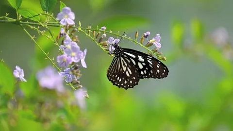 Outdoor Ecological Slow Motion Dark Butterfly Feeding and Leaving Stock Footage 345314832