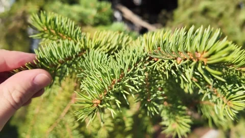 Outdoor environment featuring touching branches and vibrant foliage Stock Footage 322531873