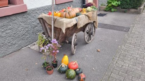 An outdoor, eye-level shot of a rustic wooden cart used as an autumn decorati Stock Photos