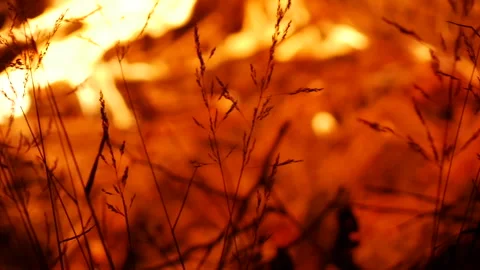 Outdoor Fire 5 動画素材 262008056