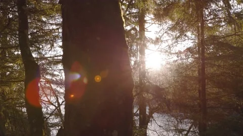 Outdoor forest, sunshine through trees, ocean forest, sunrays, pristine forest Stock Footage 230182765