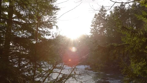 Outdoor forest, sunshine through trees, ocean forest, sunrays, pristine forest Vídeos de archivo 230188623