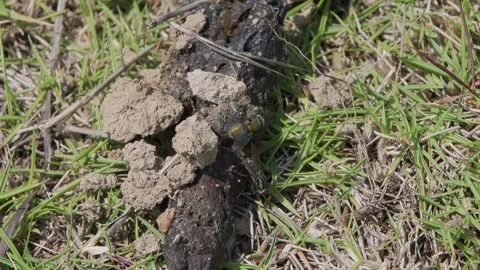 Outdoor grass flies bite dog poop Stock Footage 241800933