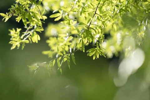 Outdoor greenery. Leaf texture. Sunlit branches. Blurred nature background Stock Photos