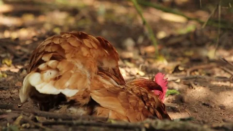 Outdoor hens in the sunshine Video stock 72552068