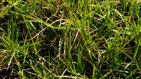 Outdoor lawn texture Stock Footage 96643538