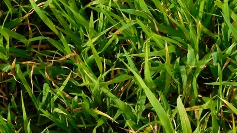 Outdoor lawn texture Stock Footage 96643561