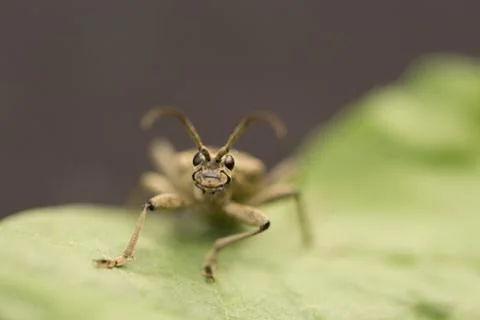 Outdoor macro image of beetle Stock Photos