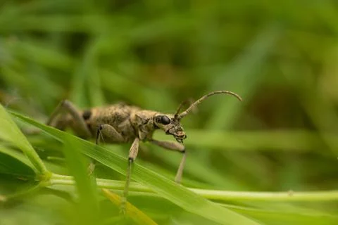 Outdoor macro image of beetle Stock Photos