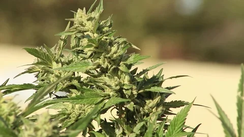 Outdoor marijuana closeup Stock Footage 118995719