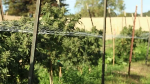 Outdoor marijuana field Video stock 118995729