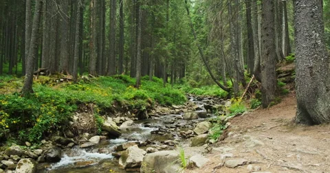 Outdoor natural Pine dense forest, rocks, stones and small river flows mountains Stock Footage 162811289