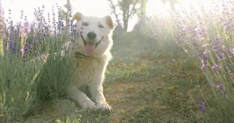 Outdoor nice puppy Video stock 243147440