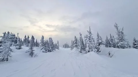 Outdoor panorama shot of two young fir trees in thick snow at the edge of a Stock Photos