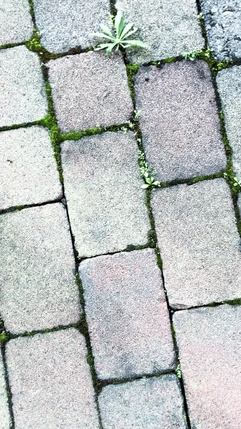 Outdoor paving close up view - Vertical format Stock Footage 319292270