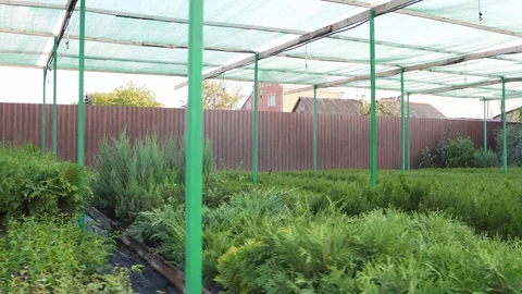 Outdoor platform for watering plants in small pots, hydroponic system over Stock Footage 113999841