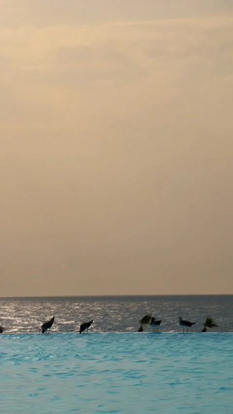 Outdoor pool with panoramic sea view, at sunrise. a flock of seagulls are Stock Footage 321460574