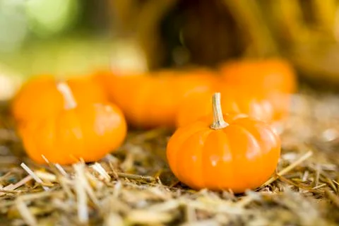 Outdoor Pumpkin Display Foto stock