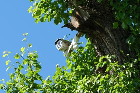 Outdoor security camera hidden in tree leaves Stock Photos