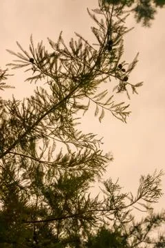 Outdoor silhouetted pine needle texture stem branch with yellow sky backgroun Stock Photos