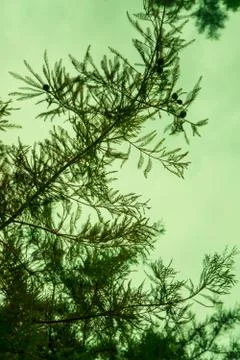 Outdoor silhouetted pine needle texture stem branch with green sky in backgro Stock Photos
