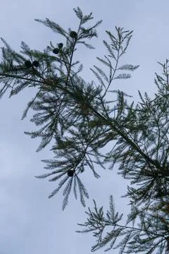 Outdoor silhouetted pine needle texture stem branch with blue sky in backgrou Stock Photos