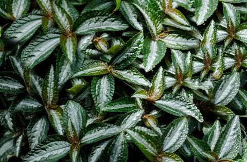 Outdoor solid wall of green leaves close up Stock Photos